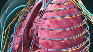 Human heart 3D animation