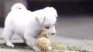 Cutest baby dog