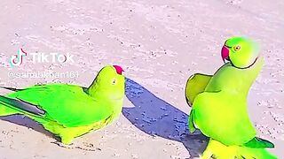 Parrots love