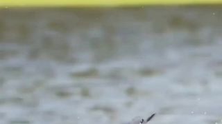 Amazing Catch Fish