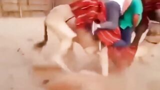 New Funny Videos