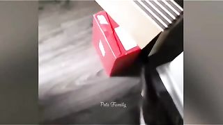 Best Funny Videos Of Dogs And Cats Try Not To Laugh