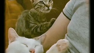 Cute cats| cat lovers |short video