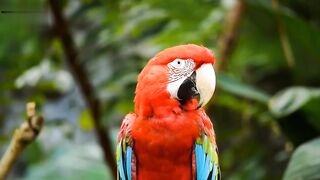 Parrots video
