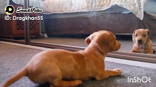 Naughty dog