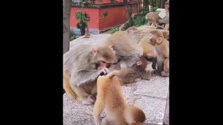 monkey head