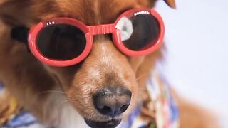 Beautiful dog