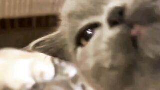 Funny Cats