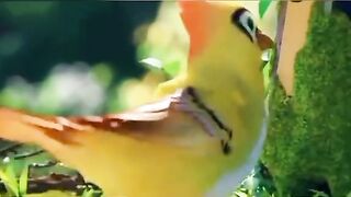 Bird's