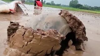 Daily_Life_Big_Stuck_Fish_Catching_Experience_River_Flowing_Water_Dry_Place_Secret_Hill_Hole_#fish.