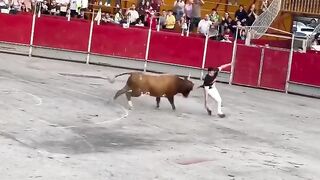 Bull fight
