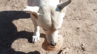 Dog eating bread | Dog Is Barking????????