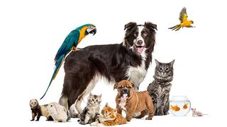 Pets Fun