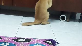 Smart cat