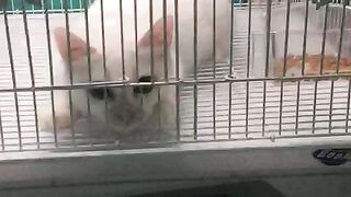 White cat