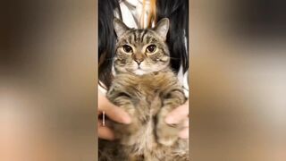 Cute cats funny video