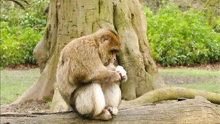 Monkey Video