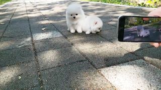Dogs fun