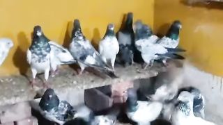 birds / Pigeon