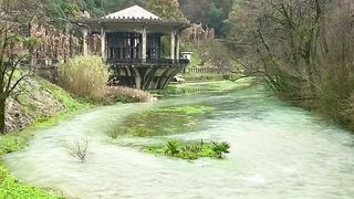 nature video