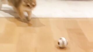 Sc0eer Cat
