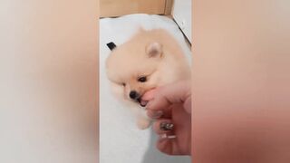 Dog cute fun animal