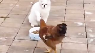 File name Cat and hen funny