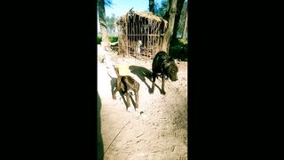 Dogs video#animalvideo