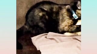 Funniest Animals  pets - Best Of Funny Animal Videos 2023 - from funny animals world