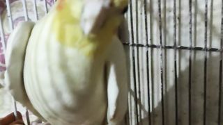Cocktail sound