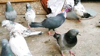 Beautiful pigeon of Kasur