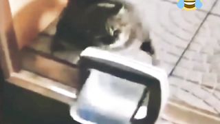 Funny cat,cutest cat virul cat vidio