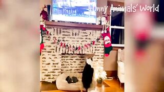 Funny Cats and dogs Video