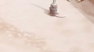 Cat awar mouse ???? ke dosti