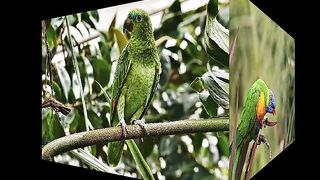 Beautiful parrots