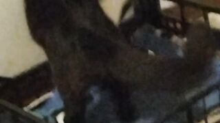 Funny animals videos 2023?-can't stop laugh — From a kitten world