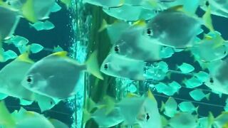 Reef Cam | Magical Aquarium Calm | Underwater Relax | Coral Fish Colorful Sea Life #kids#coral#reef