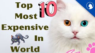 Top 10 Most expensive cats in world/cute cats/beautiful cats/best cats/
