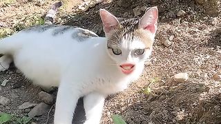 pet video