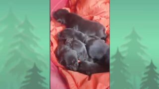 Funny dog cute cat video animals