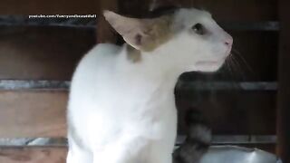 Cat_meowing_very_loudly_-_Billi_ki_awaj_-_बिल्ली_की_आवाज(360p).