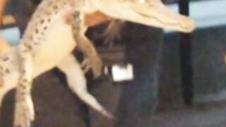 Crocodile
