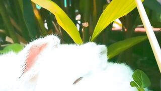 Beautiful Rabbit