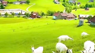 This goats enjoy this beautiful weather and specially almosphere ❤️❤️