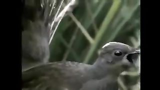 Beautiful Bird