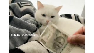 Funny cat with indian Guy