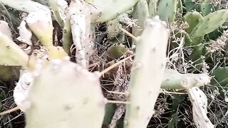 Cactus plant ???? kantydar poda