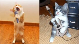 Cat_Fuuny_video