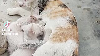 Cute cats