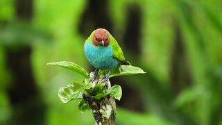 Birds beauty
